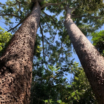 バリン湖のTwin Kauri