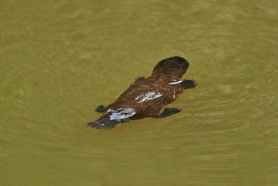 ユンガバラ、Peterson Creekでカモノハシ探索