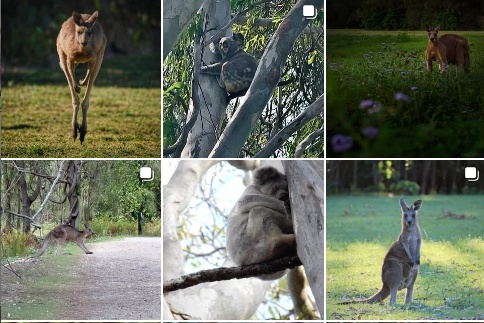 クーンババ・レイクランズ自然保護地域のインスタグラムへの投稿