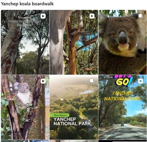 Yanchep koala boardwalk でのインスタグラム検索結果