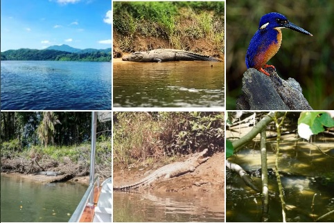 デインツリーリバー・クルーズ