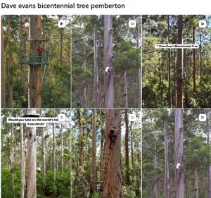 Dave Evans Bicentennial Tree Pemberton でのインスタグラム検索結果