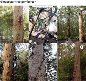 Gloucester Tree Pemberton でのインスタグラム検索結果