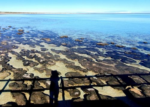 ストロマトライト/Stromatolites　見学デッキ