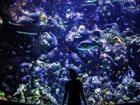 ケアンズ水族館アクアリウム