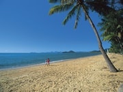 カーテンフィグツリー