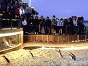 フィリップアイランド・ペンギンパレード