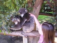 カバシャム・ワイルドライフパークコアラとの記念写真