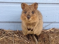 ロットネス島クオッカ