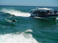 ロッキンハムイルカペンギンアシカアドベンチャークルーズ