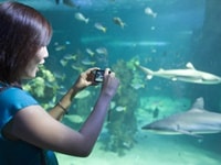 シーライフ・シドニー水族館