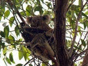 ポ-トスティーブンス・野生コアラスポッティング